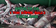 Antalya’da 1 ton köpek balığı yakalandı