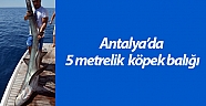 Antalya’da 5 metrelik köpek balığı oltaya takıldı