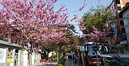  Antalya’da 'Erguvan Zamanı'