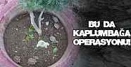 Antalya’da ’Kaçak kaplumbağa’ operasyonu