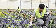 Antalya OSB çiçek üretti sanayiciye ücretsiz dağıttı