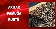 Arılar pamuğa küstü