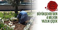 Büyükşehir’den 4 milyon yazlık çiçek 