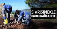 Büyükşehir'den sivrisinekle balıklı mücadele