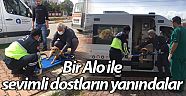 Büyükşehir’den yaralı hayvanlara ambulansla müdahale