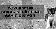 Büyükşehir sokak kedilerine sahip çıkıyor 