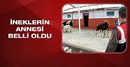 Çalınan ineklerin emzirme testiyle annesi belirlendi sahibine verildi