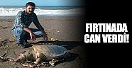 Caretta caretta fırtınada can verdi