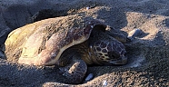 Caretta Carettalar yumurta bıraktı