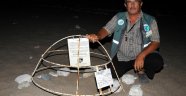 Caretta carettalar yumurtlamak için Çıralı ve Olimpos sahilinde