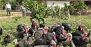 Çareyi hindi ve tavuk  yetiştirmekte buldu