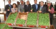 Çiftçlere ücretsiz fide dağıtıldı