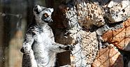 Çizgili kuyruklu Lemurlar ilgi odağı
