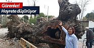 Dev ceviz ağacı görenleri hayrete düşürüyor