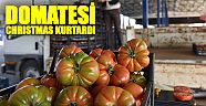 Domatesi Christmas kurtardı