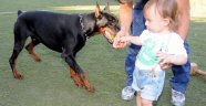 Dünya doberman Şampiyonasında Türkiye'yi “mate” temsil edecek