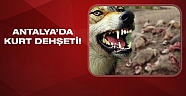 Elmalı ovasına inen kurtlar 13 koyunu telef etti 