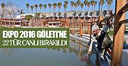 EXPO 2016 Göleti'ne 22 tür canlı bırakıldı