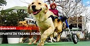 Felçli köpek uyutulacaktı,  İspanya'da yaşama döndü