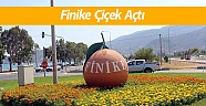Finike çiçek açtı