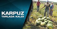 Fiyatı 10 kuruşa düşünce 40 bin ton karpuz tarlada kaldı