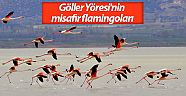 Göller Yöresi'nin misafir flamingoları