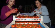 Halde domatesin kilosu 3 lira oldu