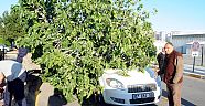Hastane önündeki incir ağacı,  otomobilin üzerine devrildi