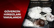 Hayvanat Bahçesi'nden çaldıkları güvercinleri satarken yakalandılar