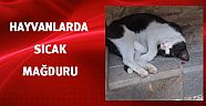 Hayvanlar da sıcak mağduru