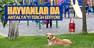 İklimi güzel, yaşanabilir diye sokak hayvanları da Antalya’yı tercih ediyor