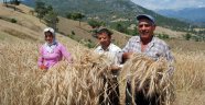 İlk buğday hasadı yapıldı