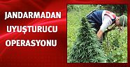 Jandarmadan uyuşturucu operasyonu