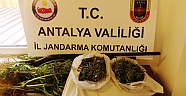 Jandarmadan   uyuşturucu   operasyonu!