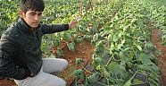 Kaş'ta zarar gören çiftçiye 550 bin lira yardım dağıtıldı