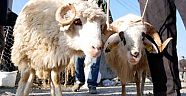 Kasaplar Kurban Bayramı’na hazır