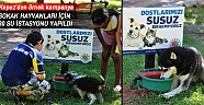Kepez’de sokak hayvanları için 30 su istasyonu yapıldı