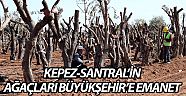 Kepez-Santral’in ağaçları  Büyükşehir’e emanet
