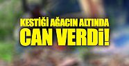 Kestiği ağacın altında can verdi!