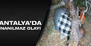 Kestiği ağacın altında vefat etti