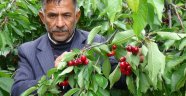 Kiraz üreticisine yağmur darbesi