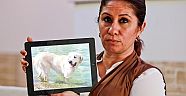 Köpeğini bulana ödül  