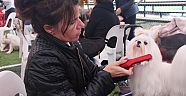 Köpek ırk yarışması yapıldı   