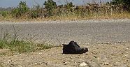 Köpekler mahalleliyi bezdirdi
