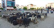 Kurbanlık sıkıntısı yok