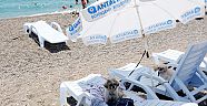 Mavi bayraklı sahilde köpek denize sokulmaz