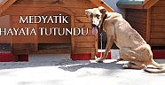Medyatik sokak köpeği hayat mücadelesini kazandı