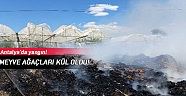 Meyve ağaçları kül oldu!