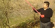 Nar ağaçları budanıyor 