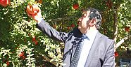 Nar üreticisinin yüzü gülecek